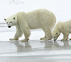Arctic Zones cruise