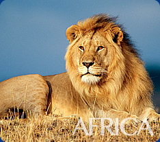 cheap flights to Africa
