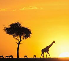 cheap flights to Africa